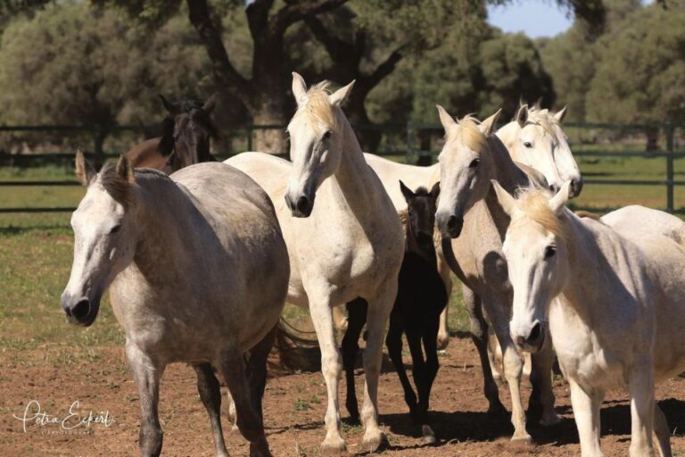 Cadiz: Andalusian Horses and Bulls Country Show