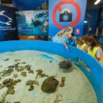 1 cairns aquarium entry ticket and turtle rehabilitation tour Cairns: Aquarium Entry Ticket and Turtle Rehabilitation Tour