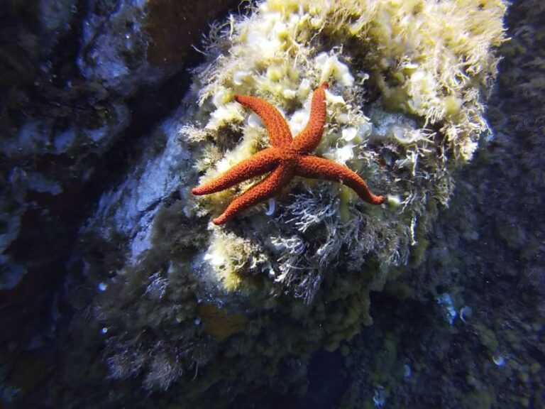 Calvi: Pointe De La Revellata Snorkeling Boat Tour