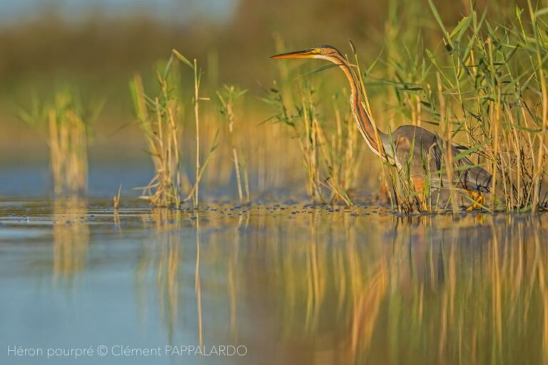 Camargue: Discovery of Nature at the Vigueirat Marshes