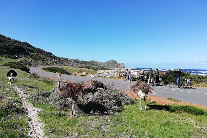 1 cape peninsula e bike cycle and vehicle private tour Cape Peninsula E-bike Cycle and Vehicle - Private Tour