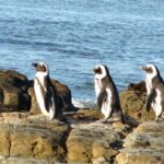1 cape town private cape peninsula penguin full day tour Cape Town Private - Cape Peninsula Penguin Full Day Tour