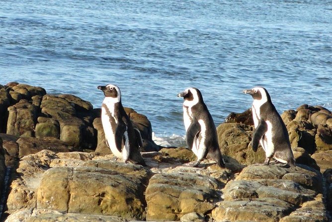 Cape Town Private – Cape Peninsula Penguin Full Day Tour