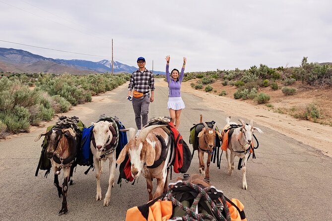 Carson City Small-Group Morning Walk With Goats  – Reno