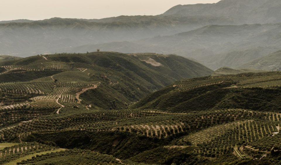 Chania Luxury Jeep Safaris: Manousakis Vineyard & Winery