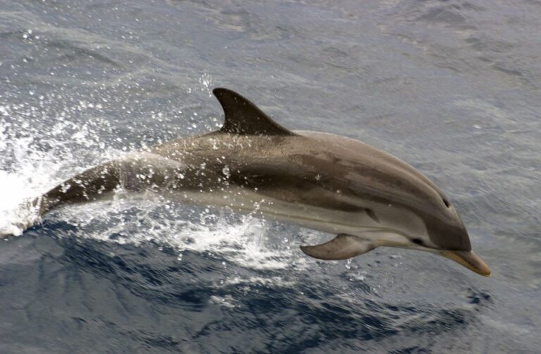 Charleston: Sightseeing Harbor Tour & Dolphin Watch