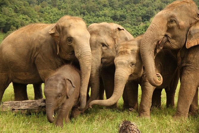 Chiang Mai 2 Days 1 Night Trek Zipline Elephant Sanctuary White Water Rafting - Elephant Encounter: Sanctuary Visit