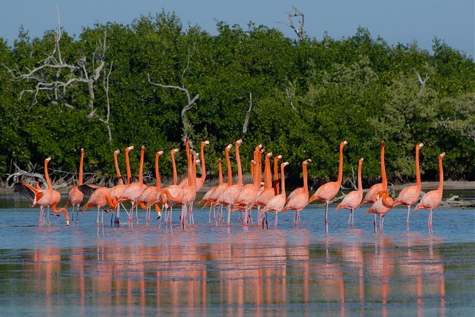 1 coloradas pink lagoon adventure from playa del carmen and riviera maya Coloradas Pink Lagoon Adventure From Playa Del Carmen and Riviera Maya