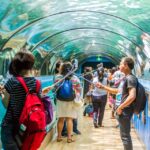 1 combo attraction pass sydney tower eye sea life more Combo Attraction Pass: Sydney Tower Eye, Sea Life & More