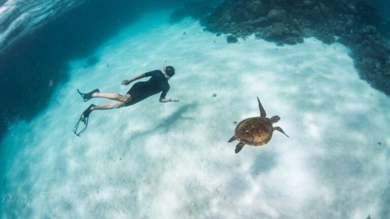 Coral Bay: Ningaloo Reef 3-Hour Turtle Ecotour