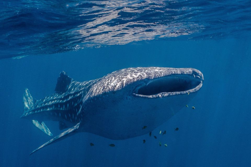 1 coral bay ningaloo reef swim and snorkel with whale sharks Coral Bay: Ningaloo Reef Swim and Snorkel With Whale Sharks