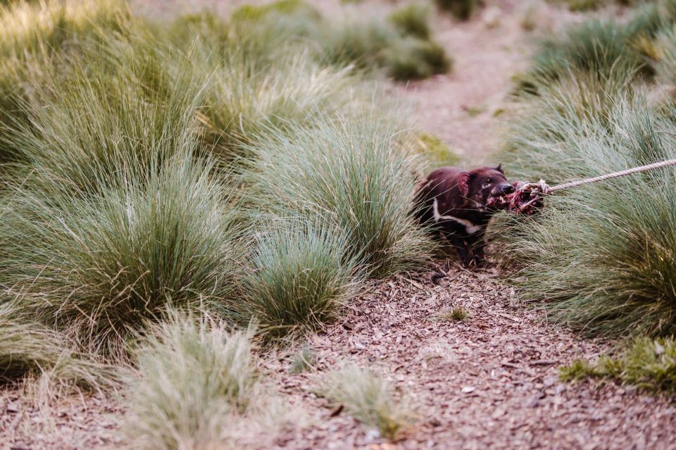 1 cradle mountain after dark tasmanian devil feeding tour Cradle Mountain: After Dark Tasmanian Devil Feeding Tour