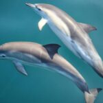 1 cruise and snorkeling with dolphins including lunch from hurghada Cruise and Snorkeling With Dolphins Including Lunch From Hurghada