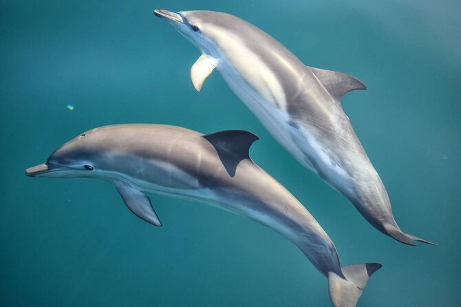 Cruise and Snorkeling With Dolphins Including Lunch From Hurghada