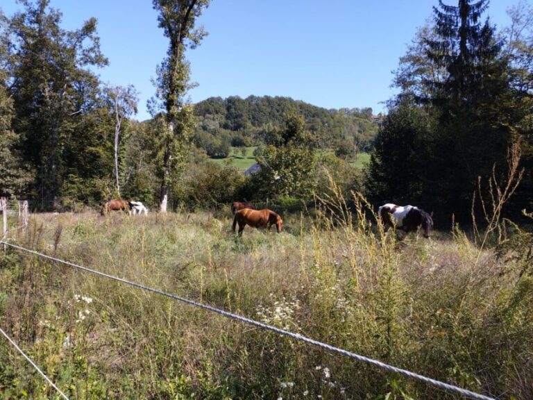 Cruseilles: Horseback Riding in the Countryside