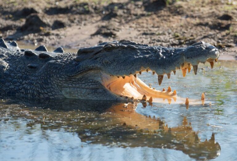 Darwin: Mary River Wetlands Wildlife Cruise With Lunch