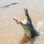 1 darwin spectacular jumping crocodile adelaide river cruise Darwin: Spectacular Jumping Crocodile Adelaide River Cruise