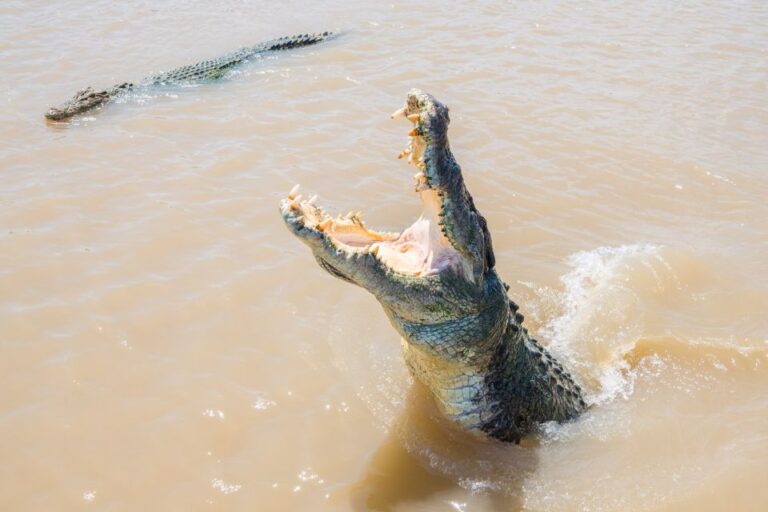 Darwin: Spectacular Jumping Crocodile Adelaide River Cruise