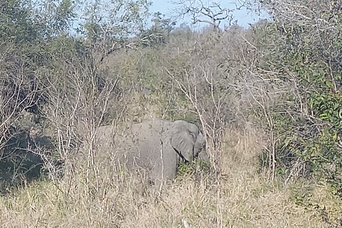 Day Safari in Pilanesberg National Park