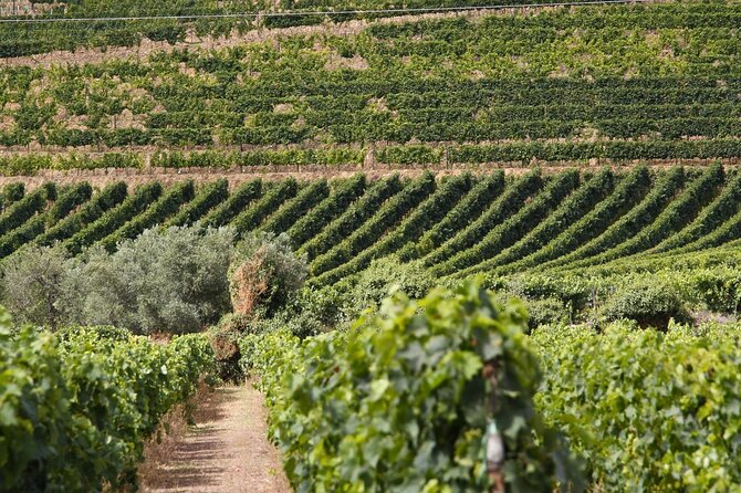 Douro Valley Private Tour Lunch Wine Tastings and River Cruise