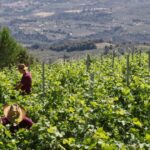 1 enjoy a unique all day wine tasting tour in nemea Enjoy a Unique All Day Wine Tasting Tour in Nemea