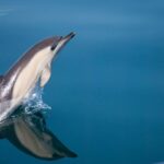 1 estepona dolphin watching sailboat cruise with drink Estepona: Dolphin Watching Sailboat Cruise With Drink