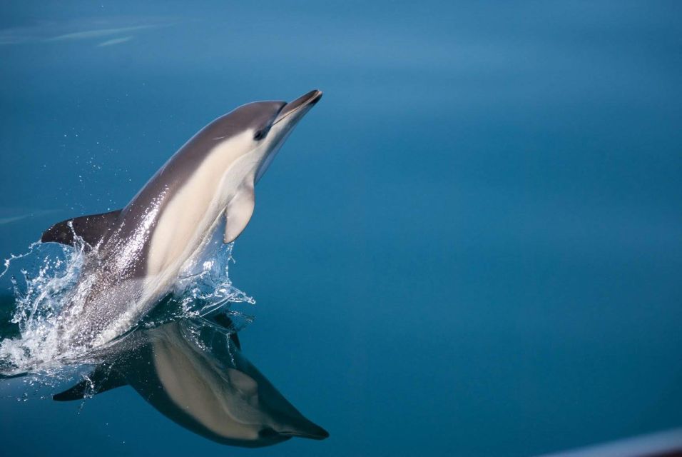 1 estepona dolphin watching sailboat cruise with drink Estepona: Dolphin Watching Sailboat Cruise With Drink