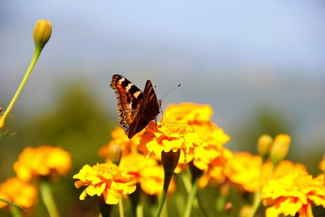 1 experience permaculture organic farm tour near kathmandu Experience Permaculture Organic Farm Tour Near Kathmandu