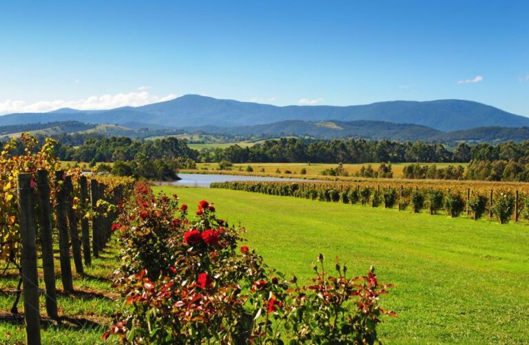 Experience Yarra Valley: a Tailored Private Wine Journey