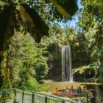 1 from cairns atherton tableland wilderness tour with lunch From Cairns: Atherton Tableland Wilderness Tour With Lunch