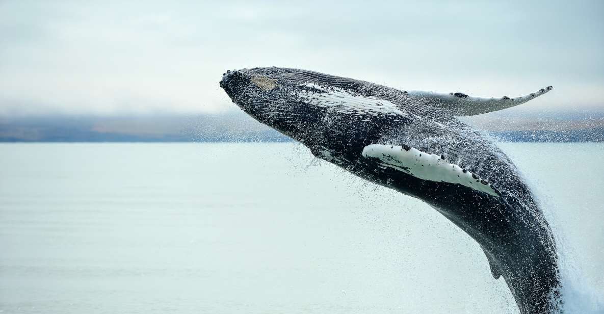 1 from christchurch kaikoura whale watching day tour From Christchurch: Kaikoura Whale Watching Day Tour