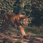 1 from jaipur 2 days ranthambore tiger safari tour by car From Jaipur : 2 Days Ranthambore Tiger Safari Tour By Car
