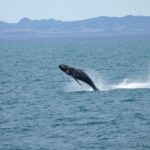 1 from reykjavik whale watching tour From Reykjavik: Whale Watching Tour