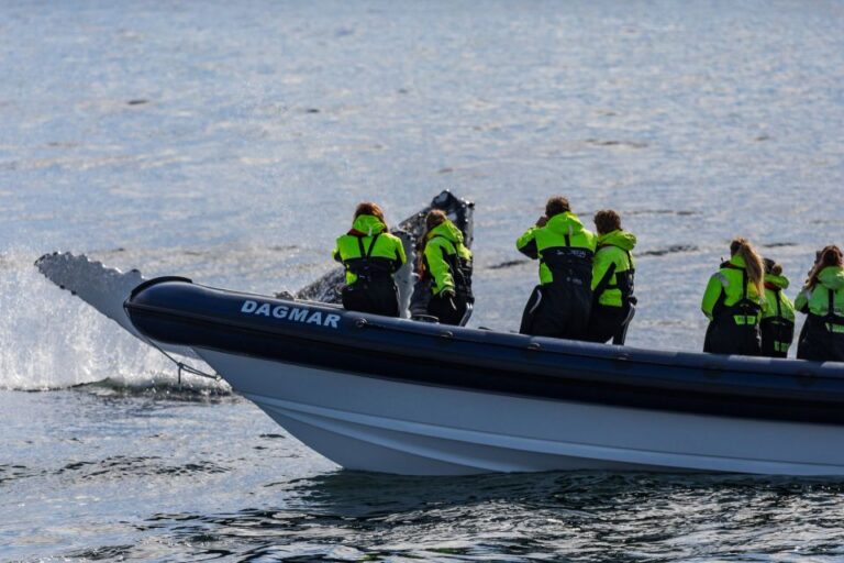 From Reykjavik: Whale Watching Tour by RIB Boat