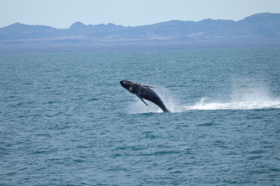 1 from reykjavik whale watching tour From Reykjavik: Whale Watching Tour