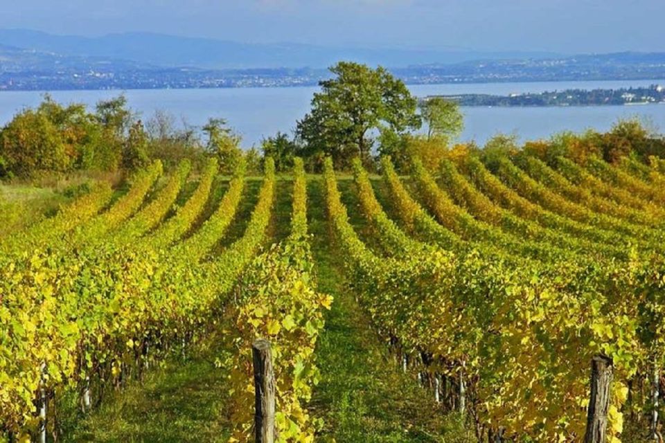 1 from sirmione lugana wine tour From Sirmione: Lugana Wine Tour