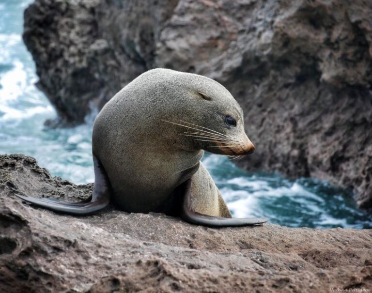 From Tauranga: Dolphin and Wildlife Cruise