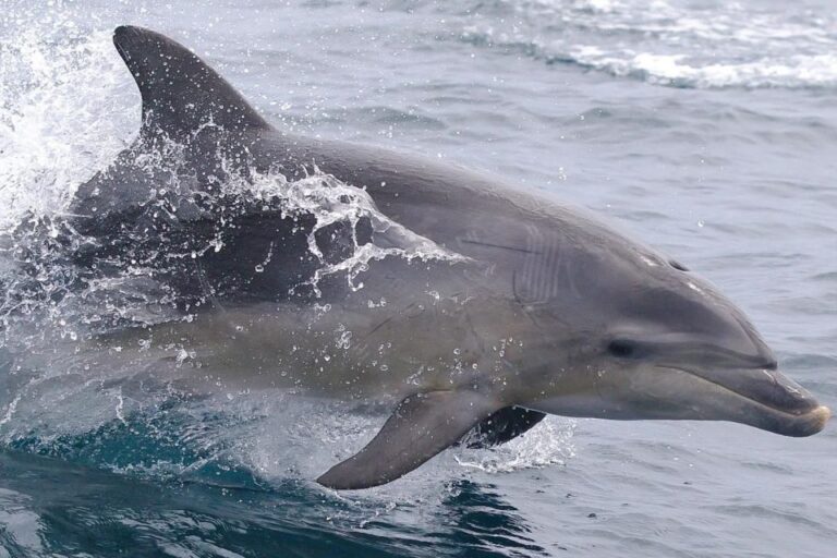 From Triabunna: Maria Island Cruise & Guided Walk With Lunch