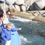 1 from victor harbor seal island cruise From Victor Harbor: Seal Island Cruise