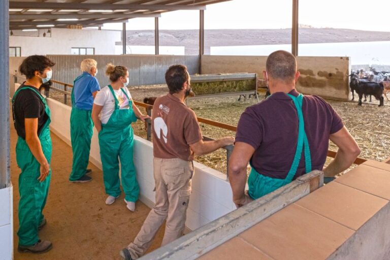 Fuerteventura: Artisan Goat’s Cheese Making at Local Farm