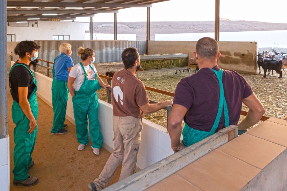 1 fuerteventura artisan goats cheese making at local farm Fuerteventura: Artisan Goat's Cheese Making at Local Farm