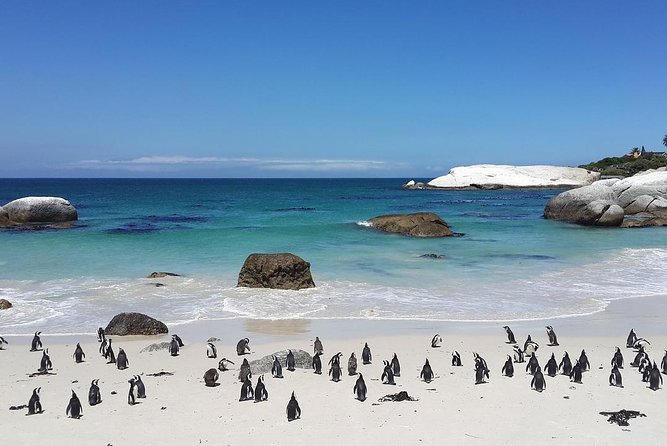 1 full day cape point chapmans peak and penguins tour Full Day Cape Point, Chapman's Peak and Penguins Tour