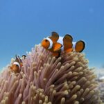 1 full day diving adventures for non certified divers from phuket Full-Day Diving Adventures for Non Certified Divers From Phuket