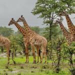 1 full day hluhluwe imfolozi game reserve from durban Full Day Hluhluwe Imfolozi Game Reserve From Durban