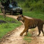 1 full day private tour to sariska tiger national park by car from jaipur Full Day Private Tour to Sariska Tiger National Park by Car From Jaipur