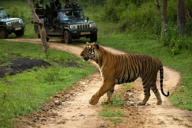 1 full day private tour to sariska tiger national park by car from jaipur Full Day Private Tour to Sariska Tiger National Park by Car From Jaipur