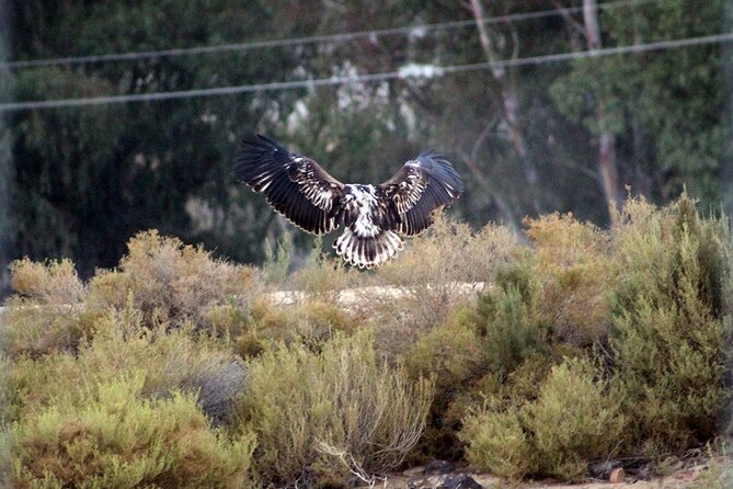 Full Day Safari Aquila Game Reserve INCLUDING PRIVATE TRANSFER