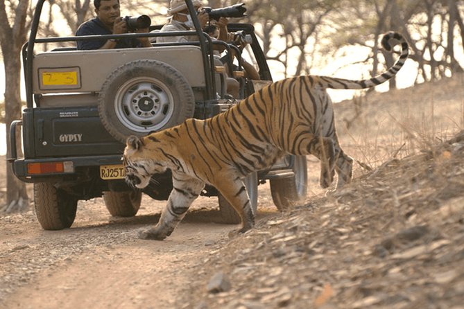 Full Day Trip to Ranthambore Tiger Reserve From Jaipur