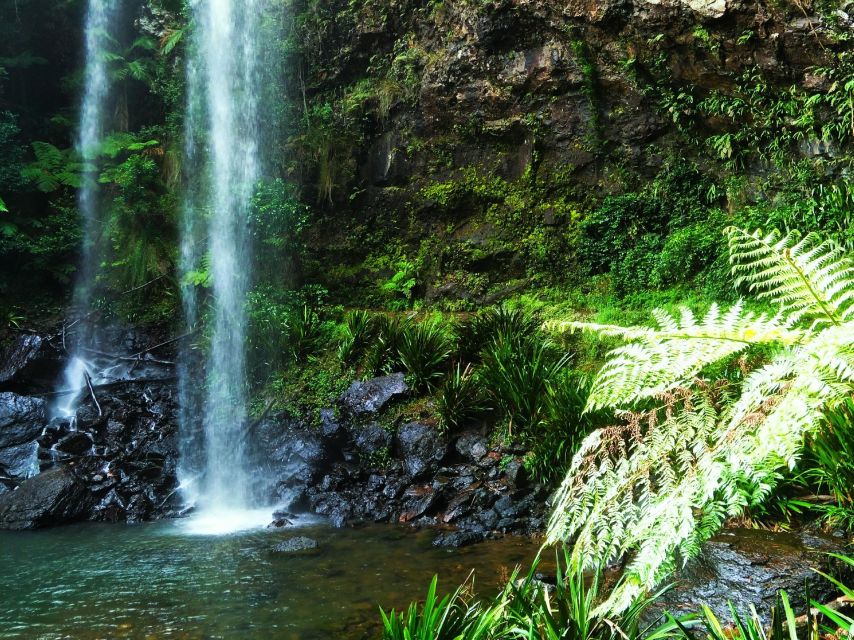 1 gold coast glow worms nocturnal rainforest waterfall walk Gold Coast: Glow Worms Nocturnal Rainforest & Waterfall Walk