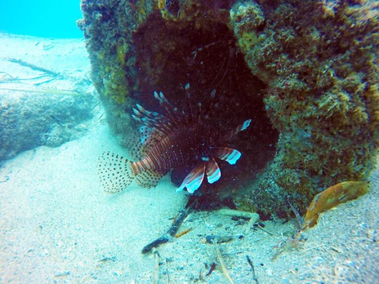 Gold Coast: Snorkelling in Wave Break Island